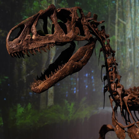 dinosaur skeleton fossil